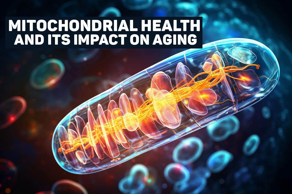 Mitochondrial Health and Its Impact on Aging