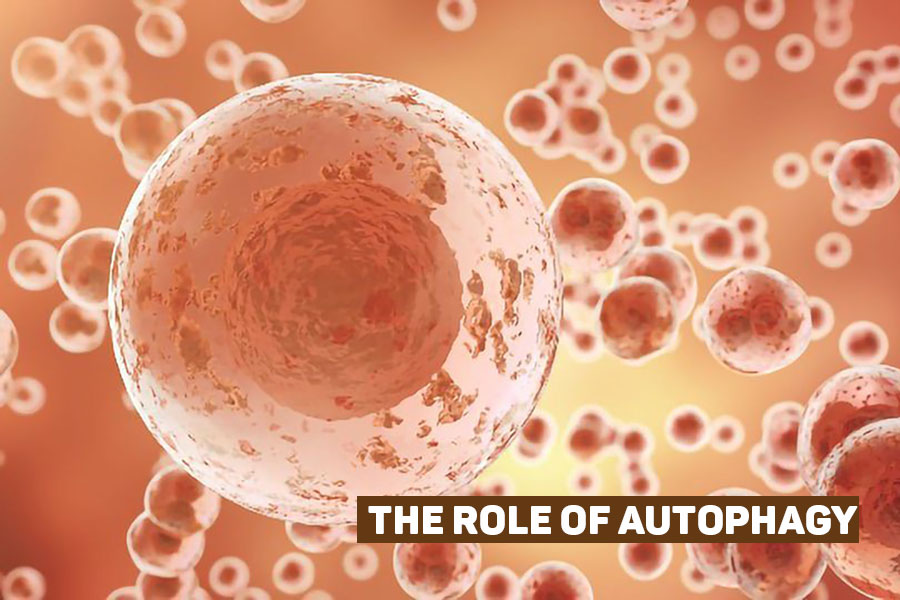 Autophagy in Disease Prevention